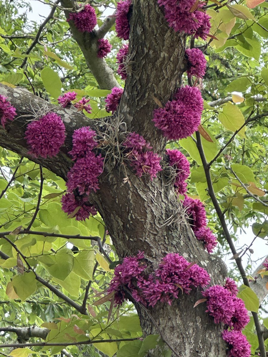 I saw this tree on my walk today. This is so wild looking. I looked it up - it’s a Chinese Redbud Tree. Had these pink ball blooms all over the branches.