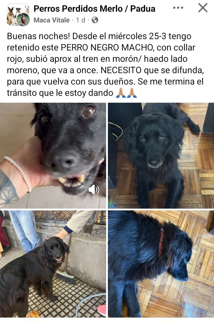 Perros de Merlo tweet media