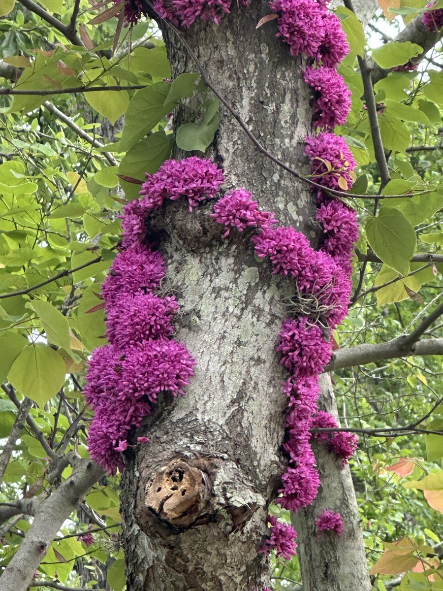 Chinese Redbud tree in bloom