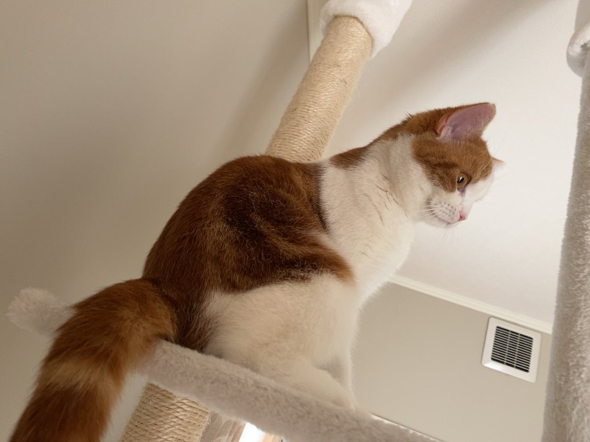 ふらんふらん🜸 マンドラ🜸 tweet media