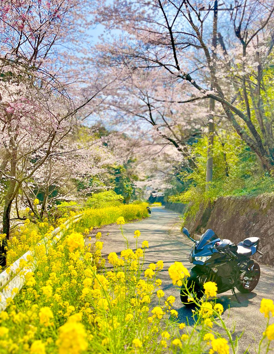 saorin🫧 tweet media