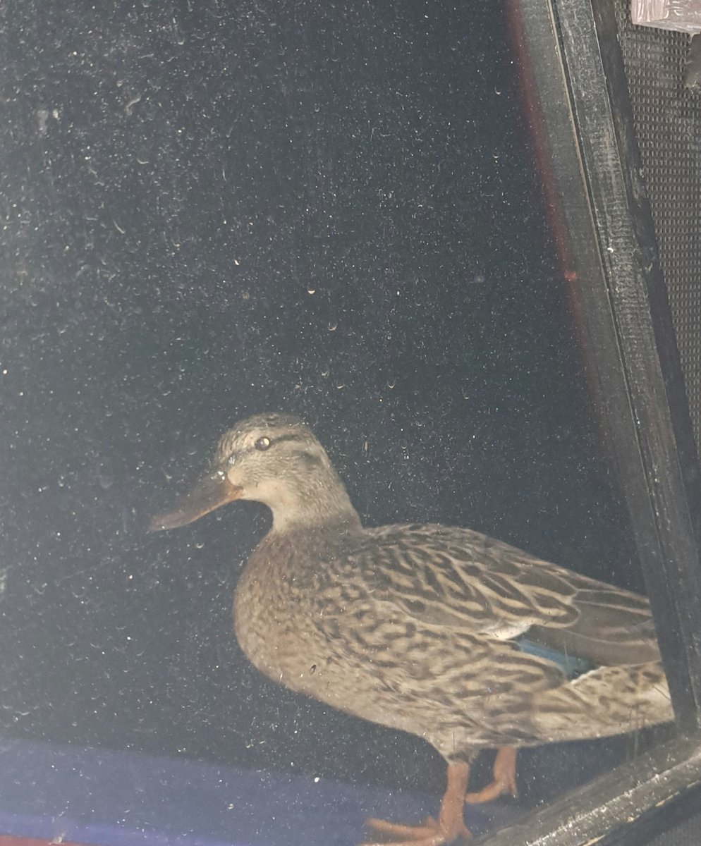 Anne-Marie Denniss tweet media