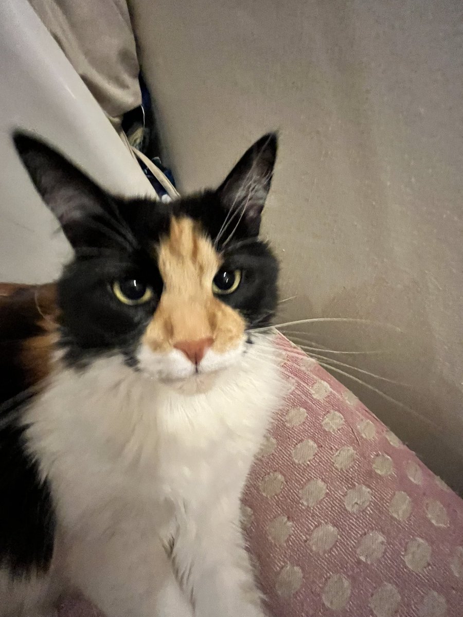 nube ໒꒱ ‧₊˚ tweet media