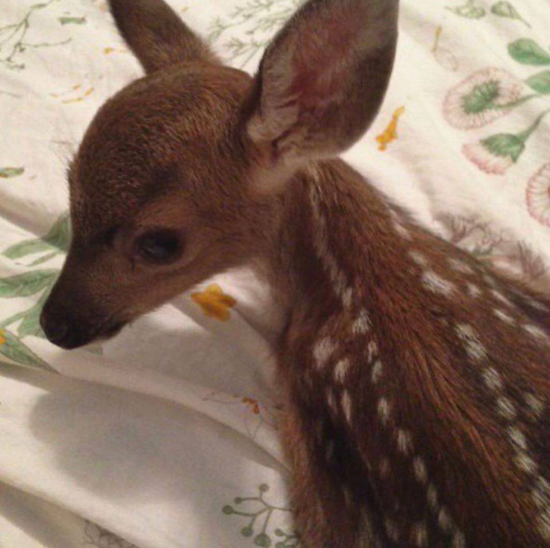 𝙱𝙰𝚁𝚄𝙳✖️ tweet media