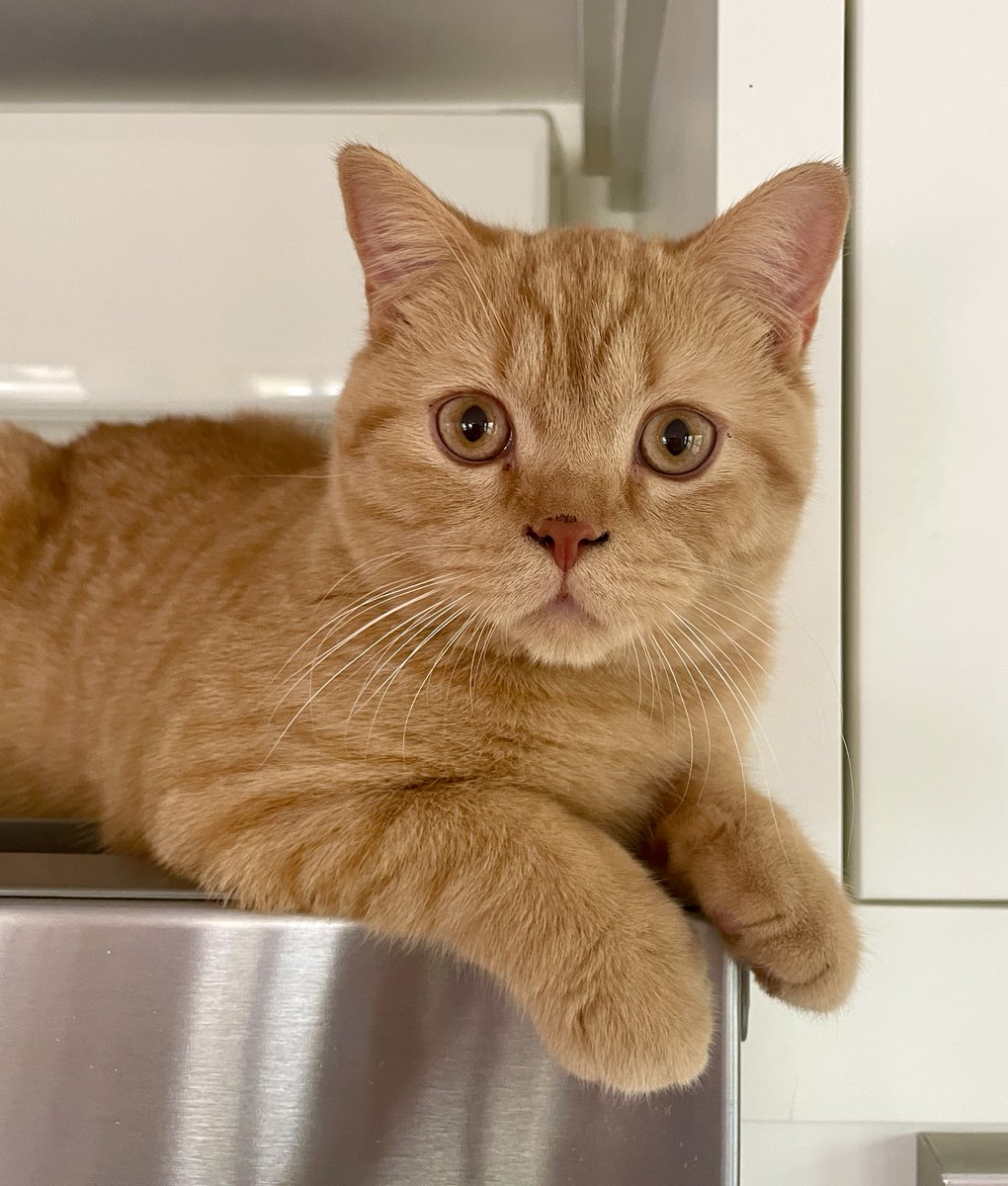 Janine Kilty🇺🇸🇱🇹 tweet media