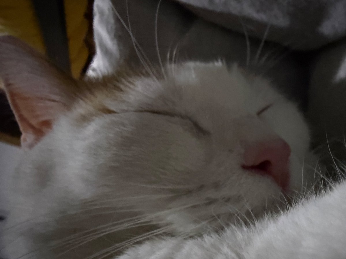 spiral knight leda tweet media