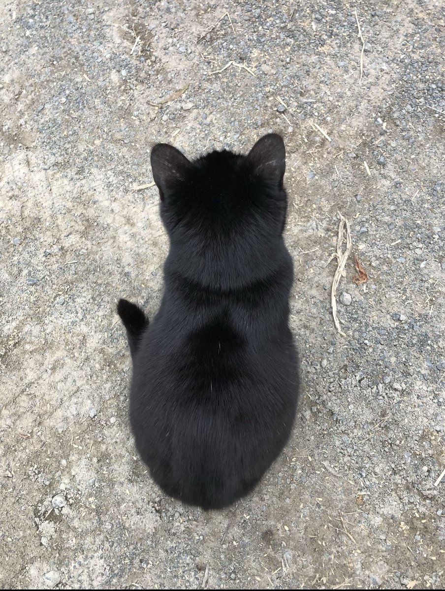 黒猫の背中には疲労回復効果がありまぁす😸
#猫