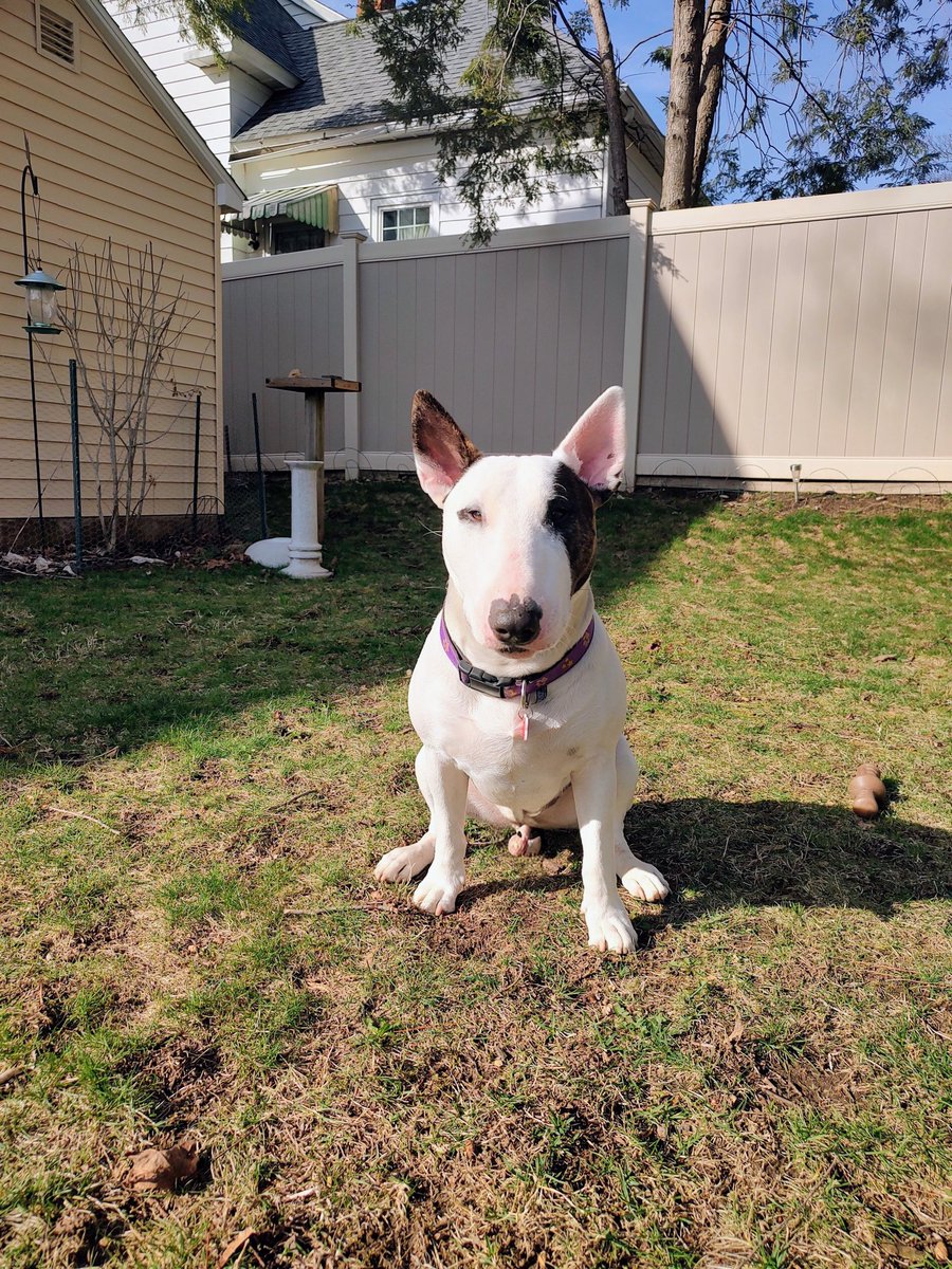 Spike The Rescue Pup & Rex The TV Terrier ®🌈🐾 tweet media