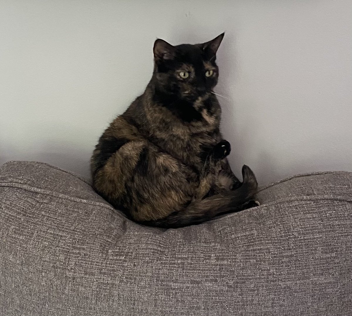 Little cat tweet media