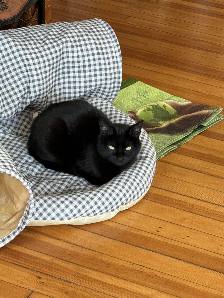 anna (In Play, Run(s)) tweet media