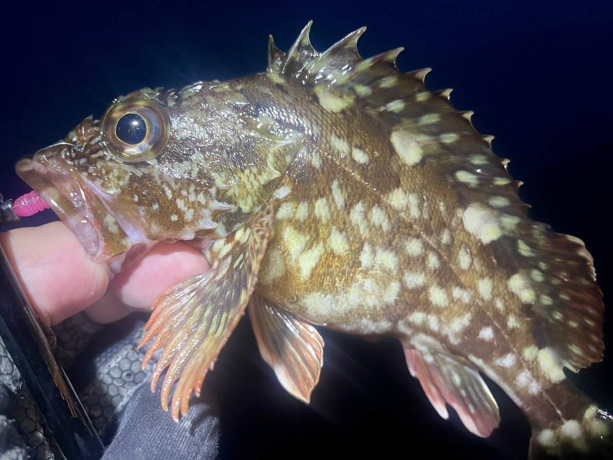 ꧁ AL_madengi ꧂ tweet media