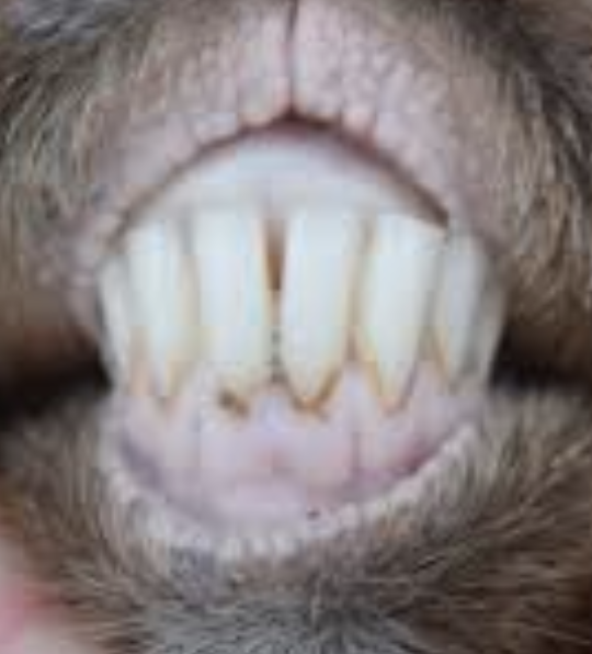 Plain Spoken tweet media