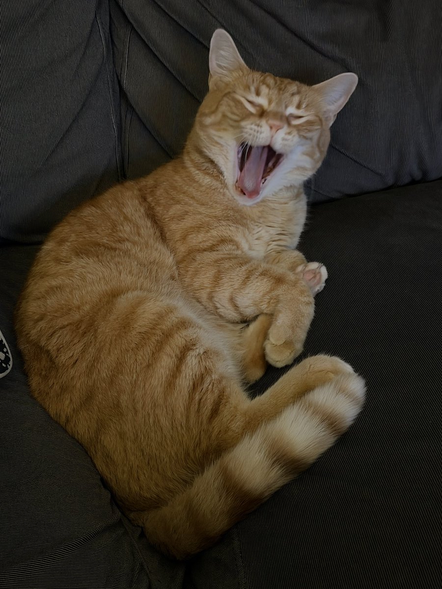 sasquatch liasons tweet media