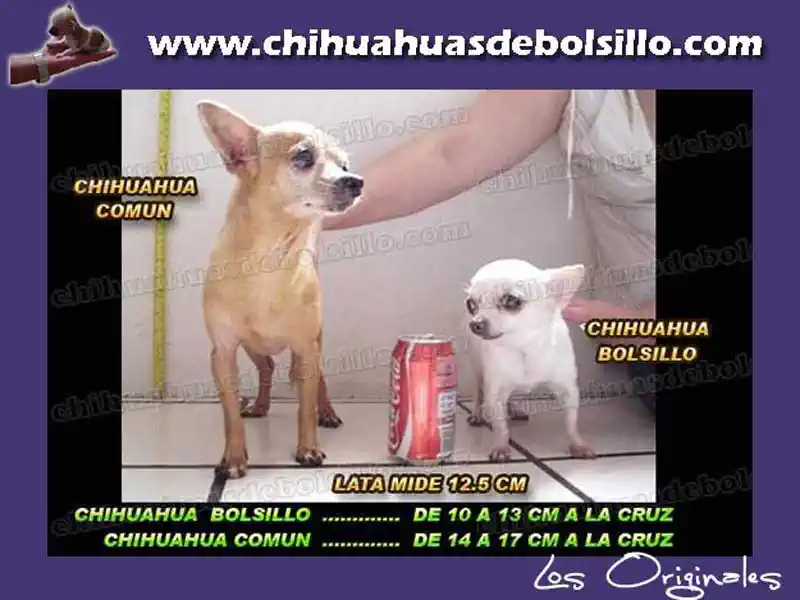 InfortaTrend's tweet photo. @Mindset_XI @itimaliasof Yes, a Chihuahua. https://t.co/kPSKB5iHze