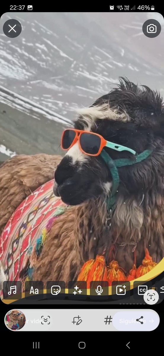 Allpaqa Alfajores tweet media