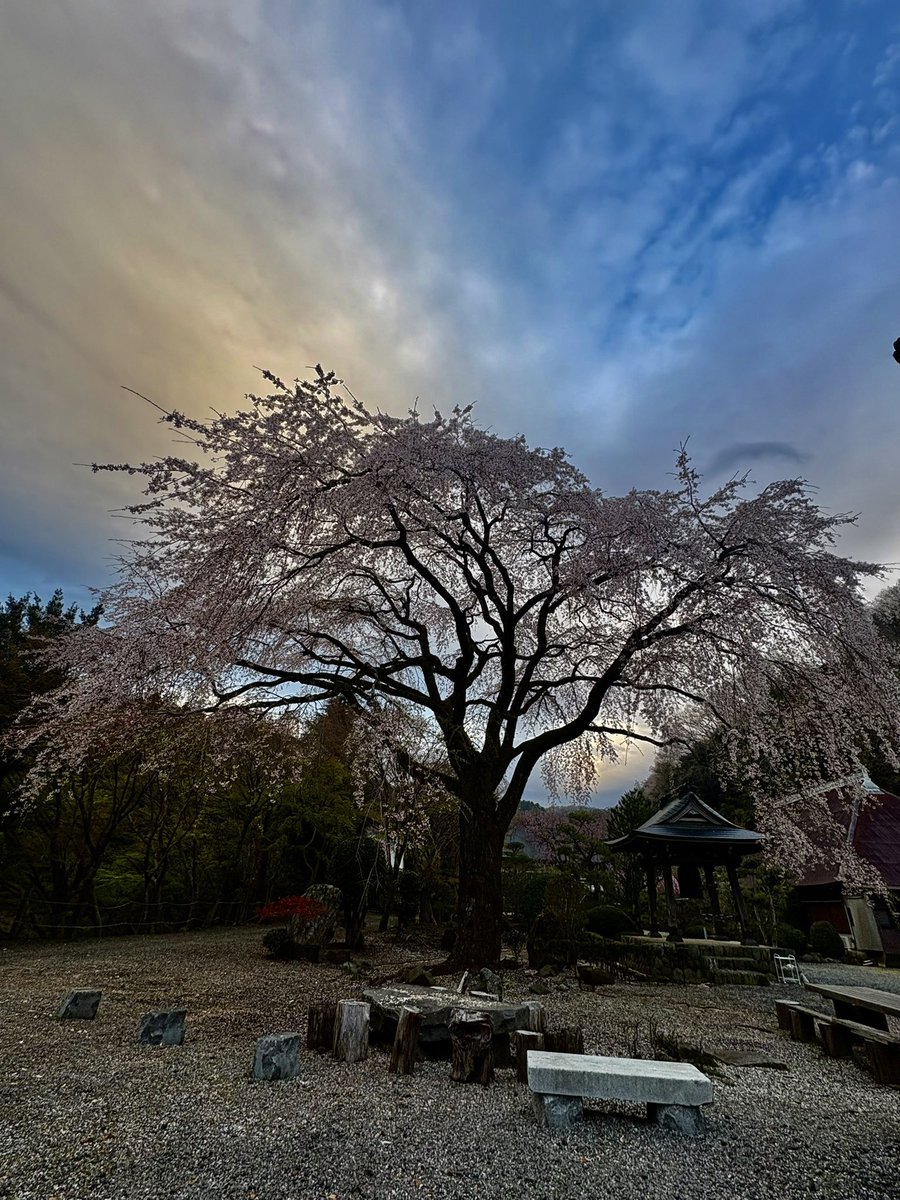 _jock_scott's tweet photo. 近所のお寺の枝垂れ桜
朝焼け終わってました
 #theburn847 https://t.co/LVAgL587gz