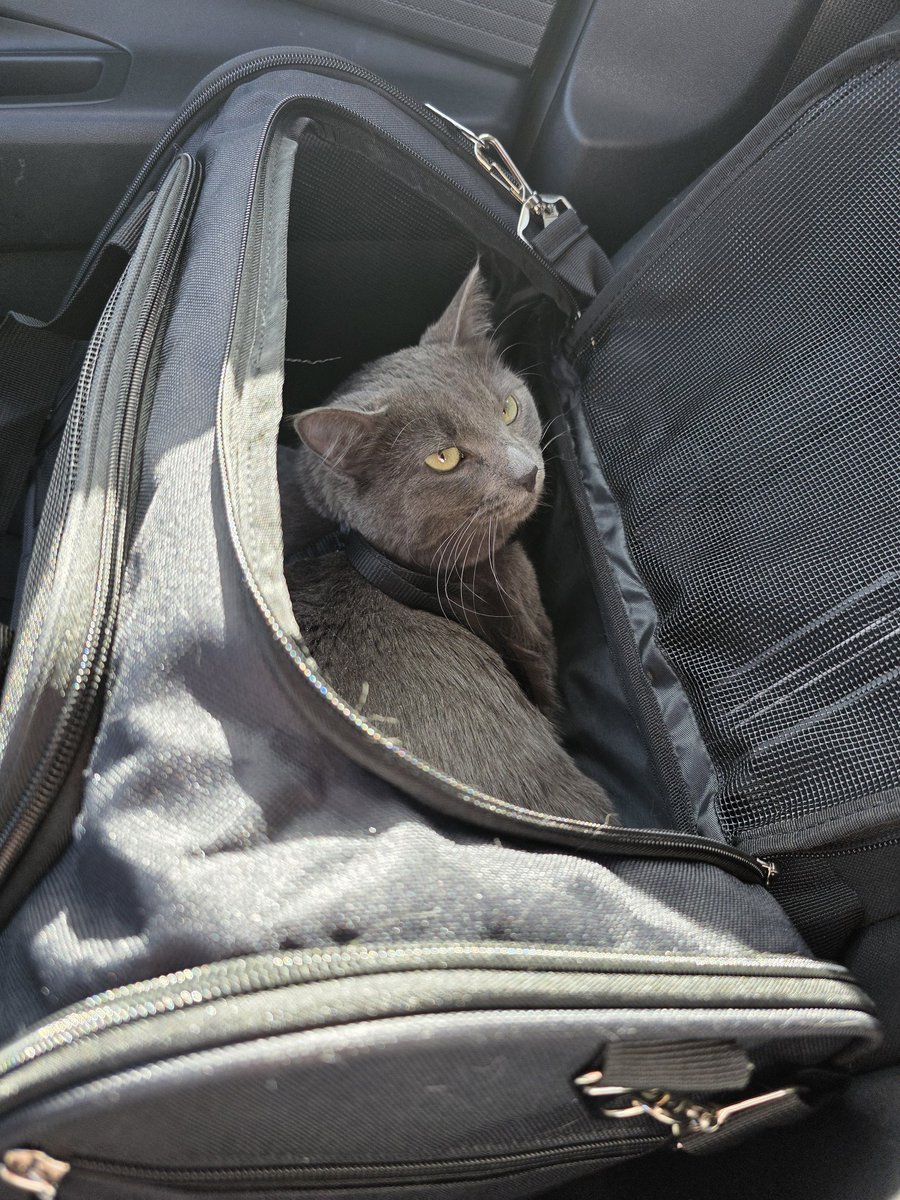 𝕷𝖊𝖓𝖔𝖗𝖊 ˖𐀔⚗️ tweet media