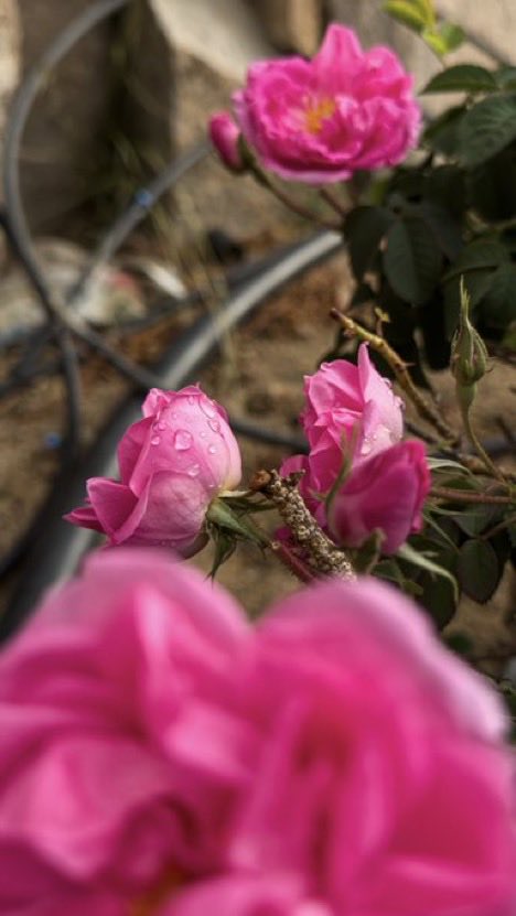 Tayyaba Amjad tweet media