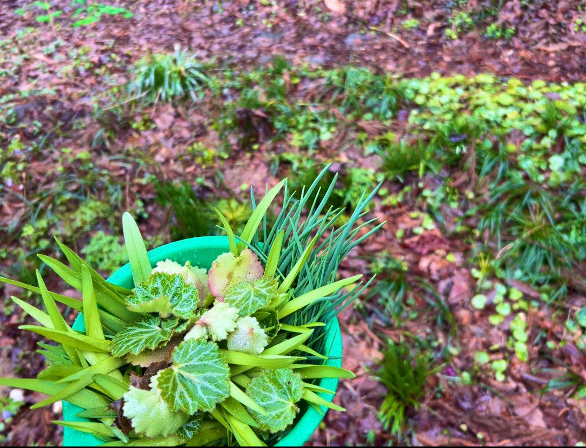 café pont chatポンシャ tweet media