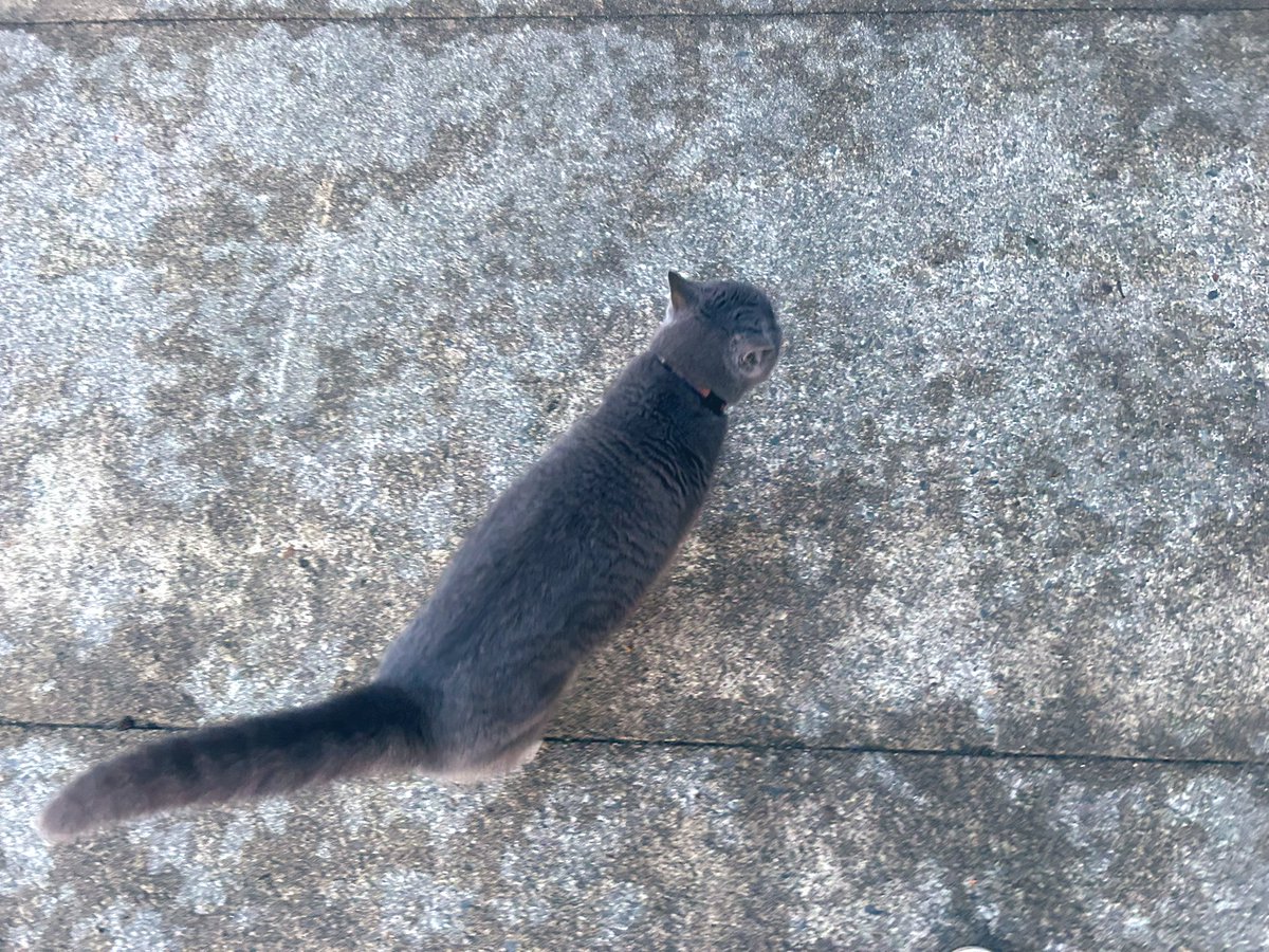 café pont chatポンシャ tweet media