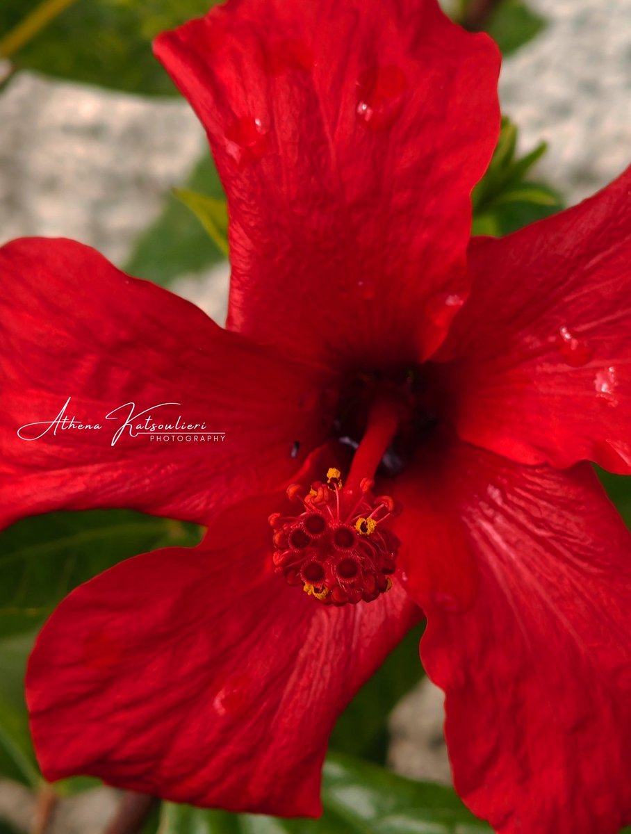 ath_kats's tweet photo. Spring Awakens. 🌺

#photography #NatureVibes #SpringDay #greece #patras https://t.co/jqGkHqnHYP