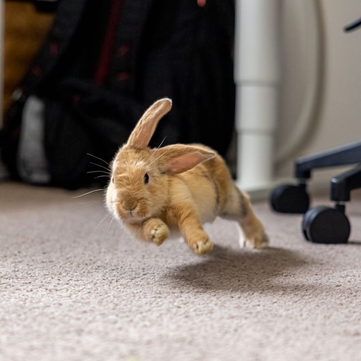 🐱 + 🐰 = 🧩 tweet media