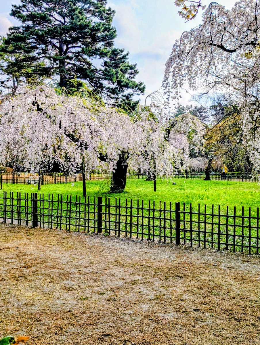 ハイジ tweet media