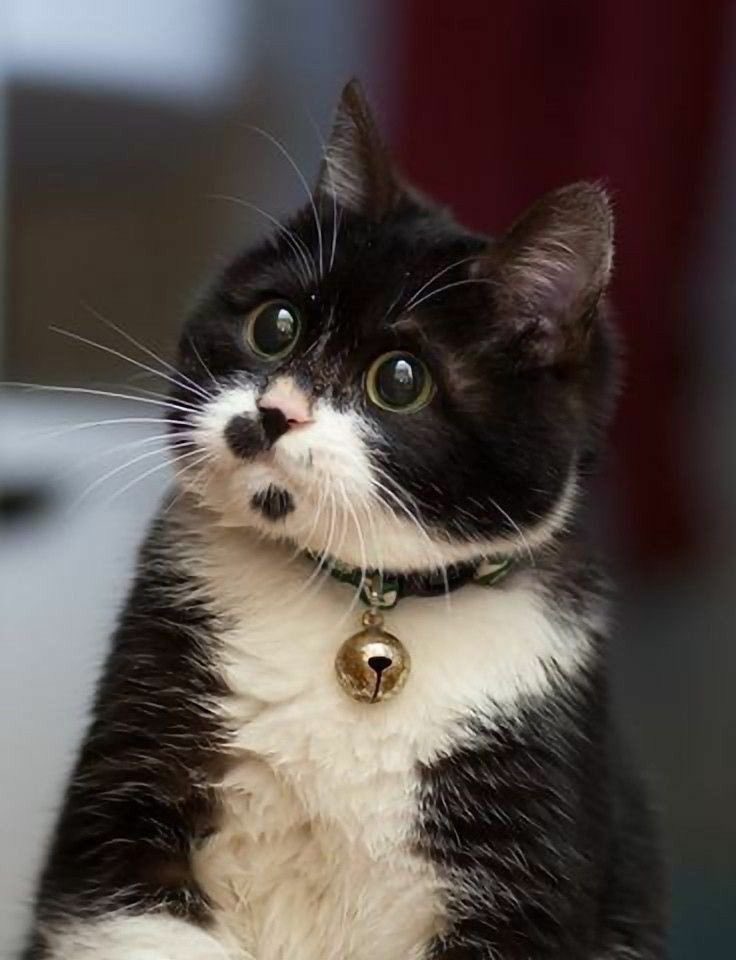 KatanaHugo's tweet image. Goodnight everyone !!
#photos #night #goodnight #cats