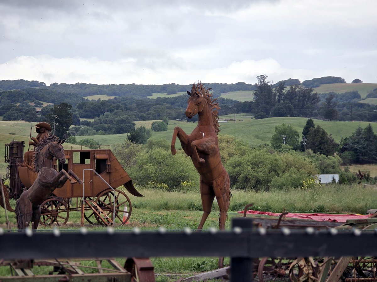 RacheleBakerDVM's tweet image. I did a double take when I drove by a huge field of metal horse sculptures when I was driving through Petaluma, California, the other day. I had to stop on my way home to take photos. I found out that these sculptures are part of Pronzini Farms.

#metalart #horsesculpture