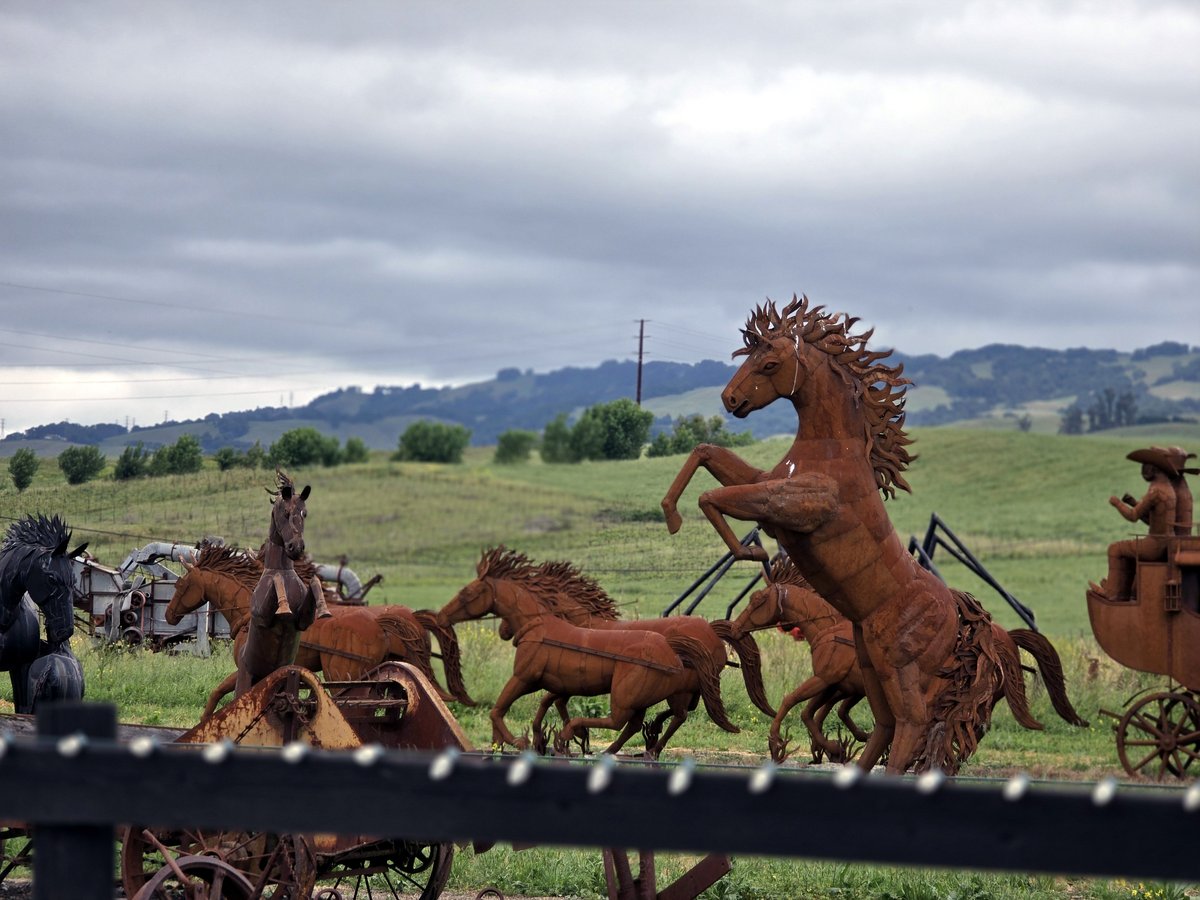 RacheleBakerDVM's tweet image. I did a double take when I drove by a huge field of metal horse sculptures when I was driving through Petaluma, California, the other day. I had to stop on my way home to take photos. I found out that these sculptures are part of Pronzini Farms.

#metalart #horsesculpture