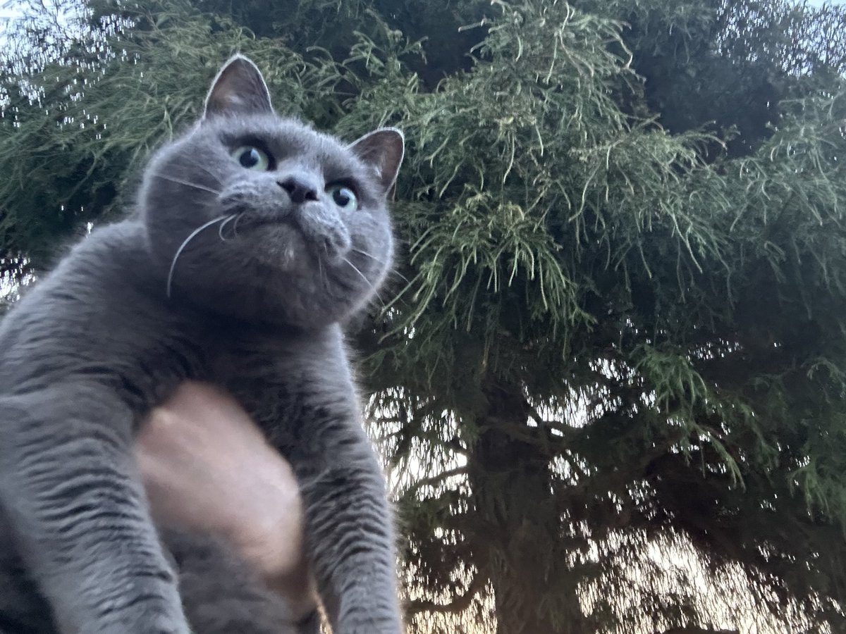 café pont chatポンシャ tweet media