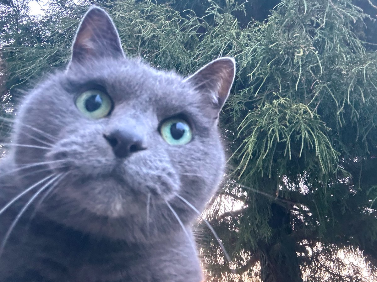 café pont chatポンシャ tweet media