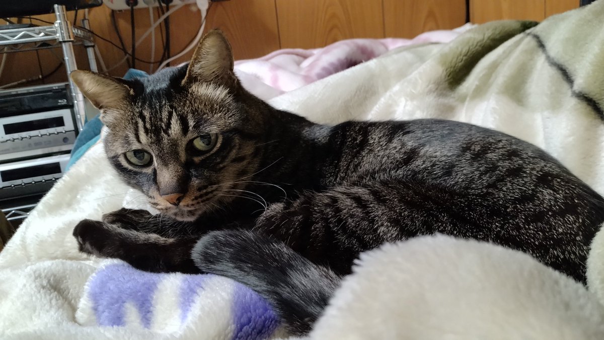 めー(にゃお)🐈 tweet media