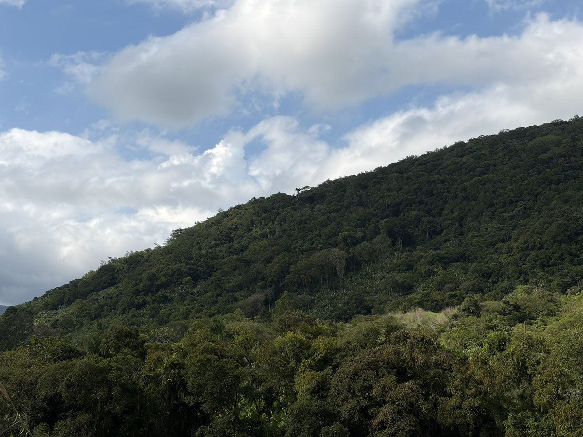 death experience tweet media