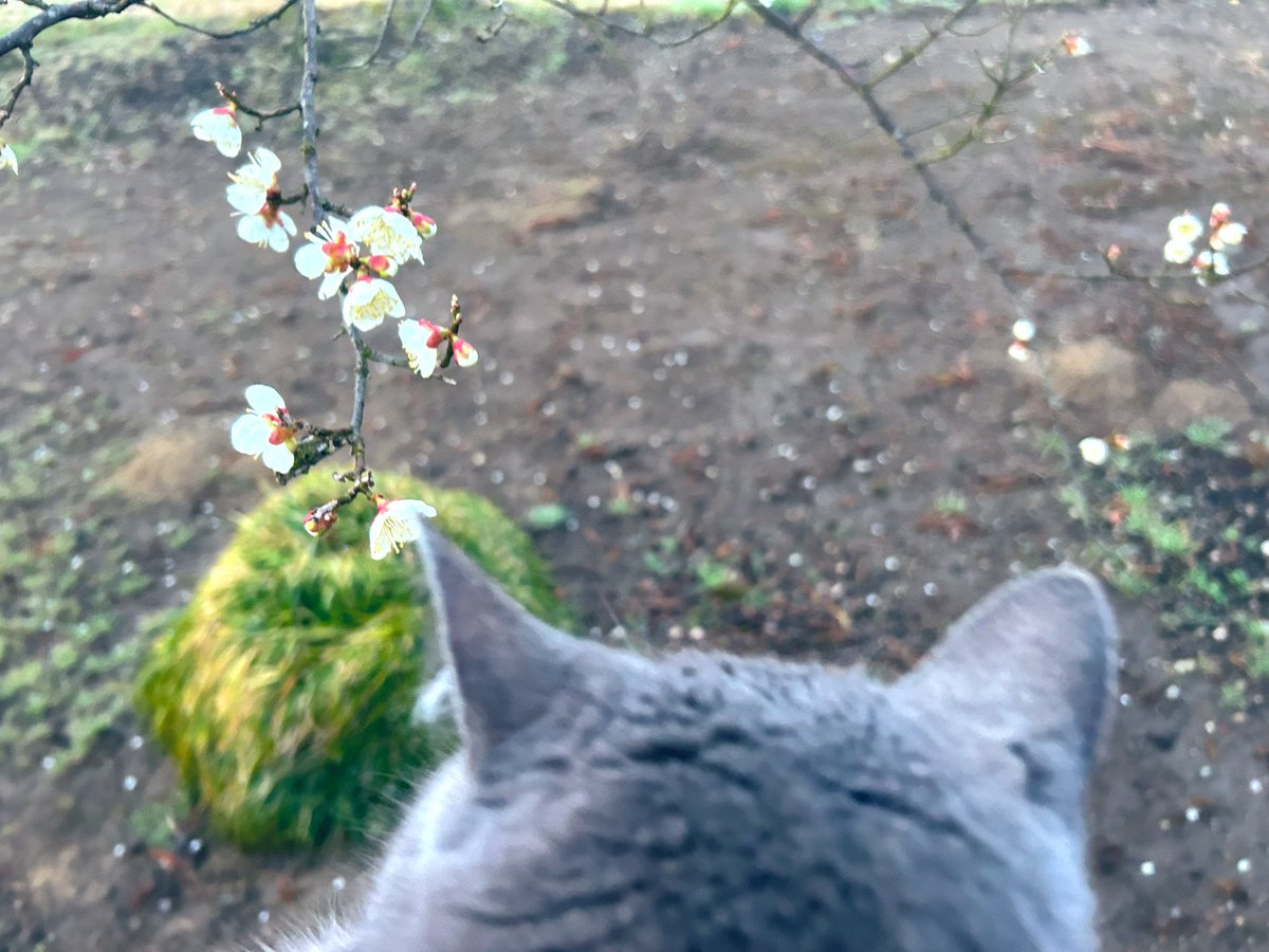 café pont chatポンシャ tweet media