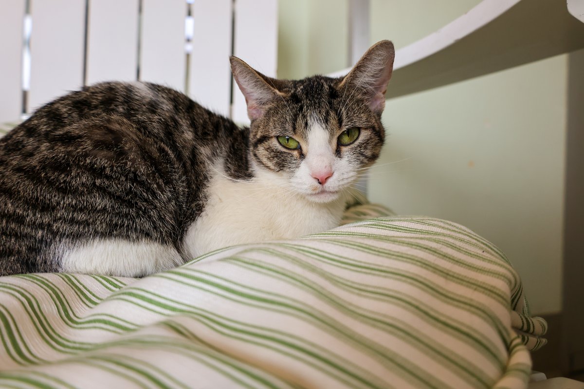 PAWSChicago tweet media