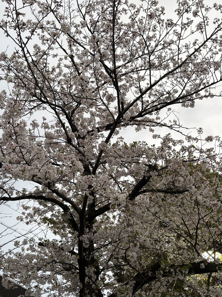 りゅうママ tweet media