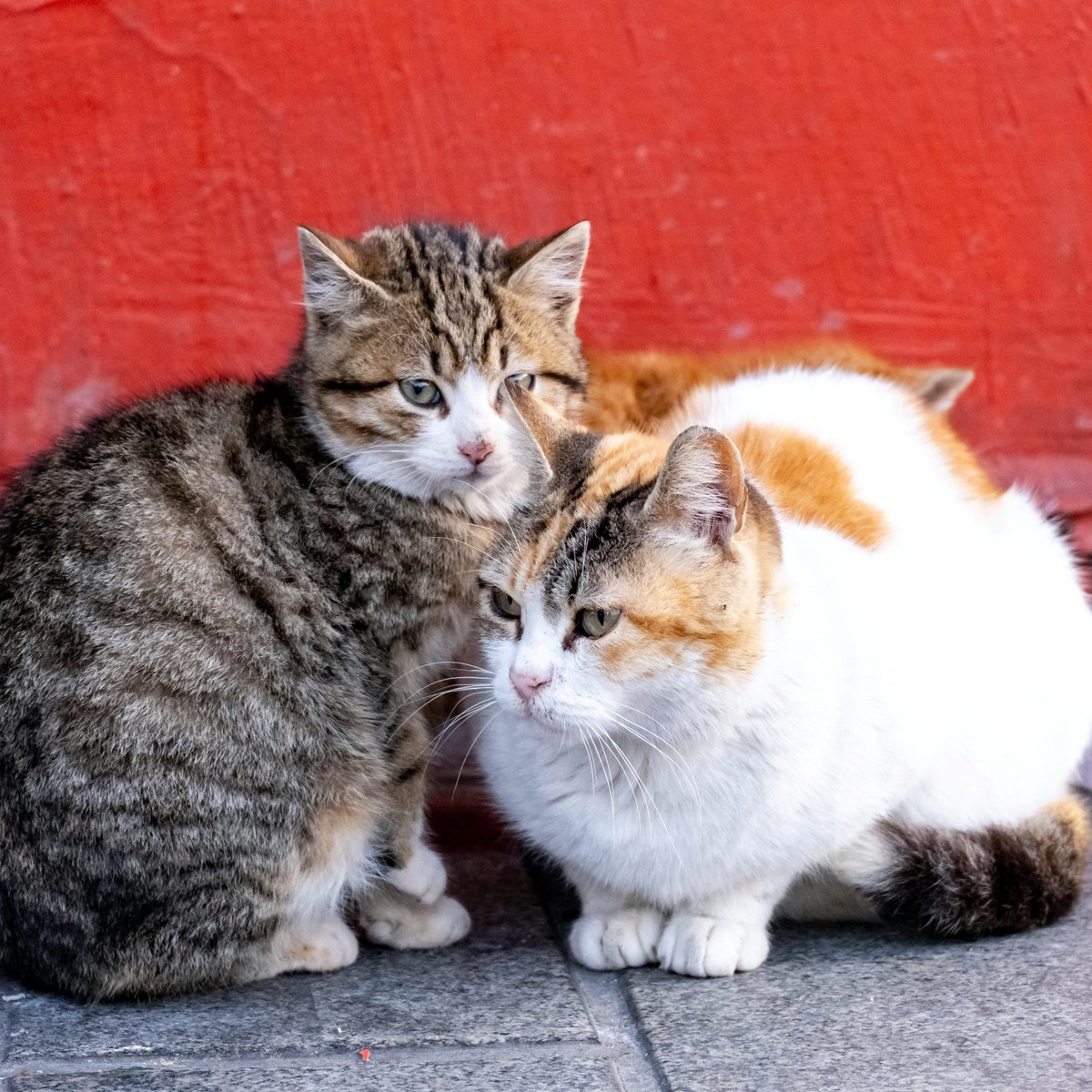 Boşuna Tıklama tweet media