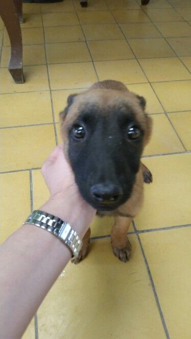 💖 (@twaniimals) on Twitter photo 