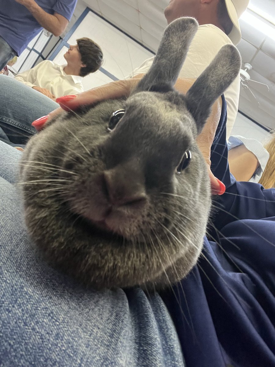 JakeTD336's tweet photo. Rabbit season comes to a end with County where  we took home 🥇in variety and Best of breed!!! https://t.co/TmrPqIlh8U