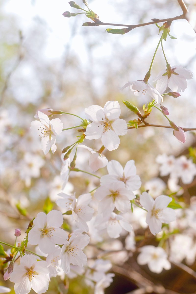 ROG FLOW T tweet media