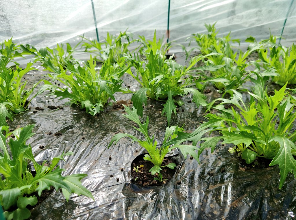 TAMA@家庭菜園･野菜栽培 tweet media