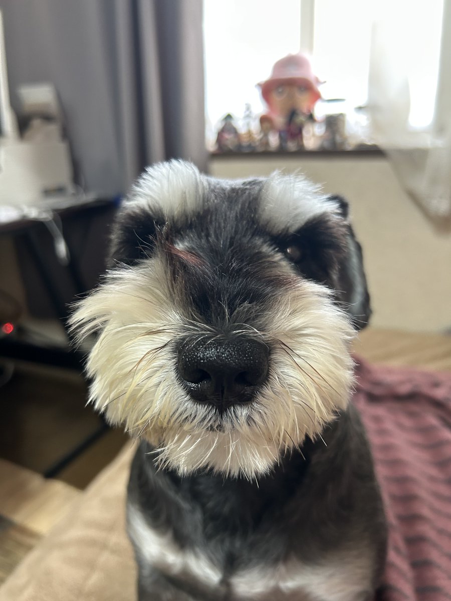 こまっち tweet media