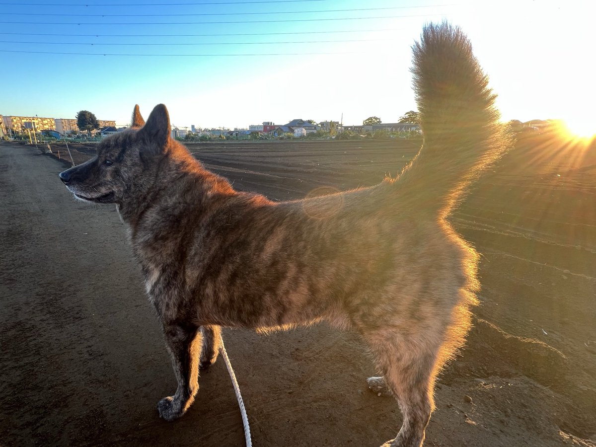 甲斐犬 龍馬 tweet media