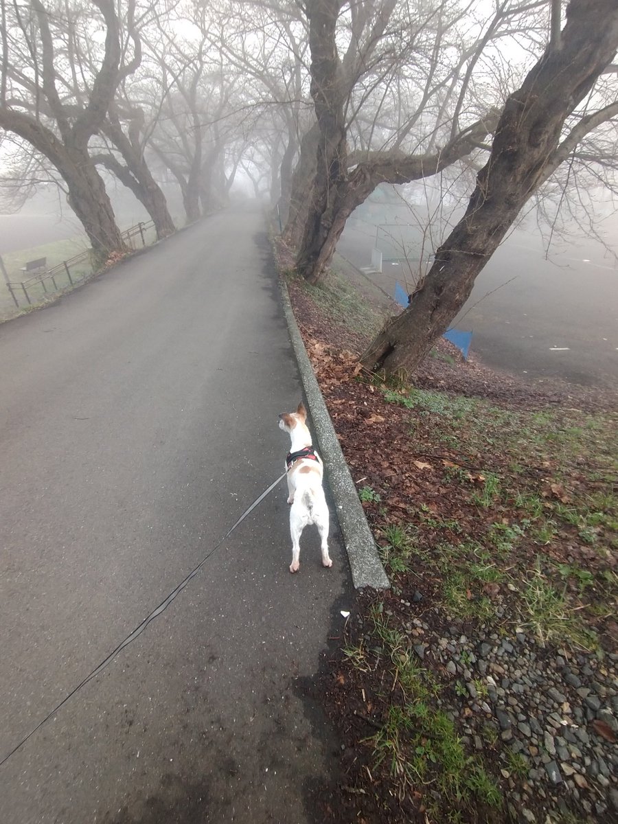 小原 彰三 tweet media