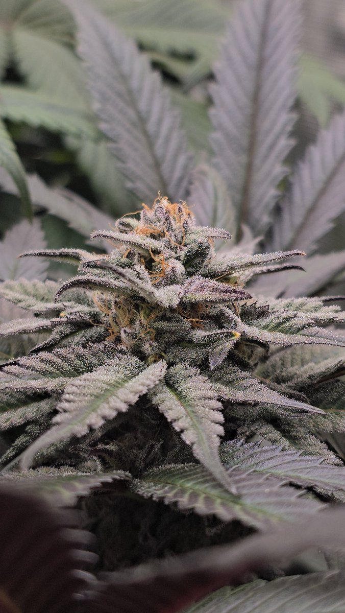 GreenAutoConsumo tweet media