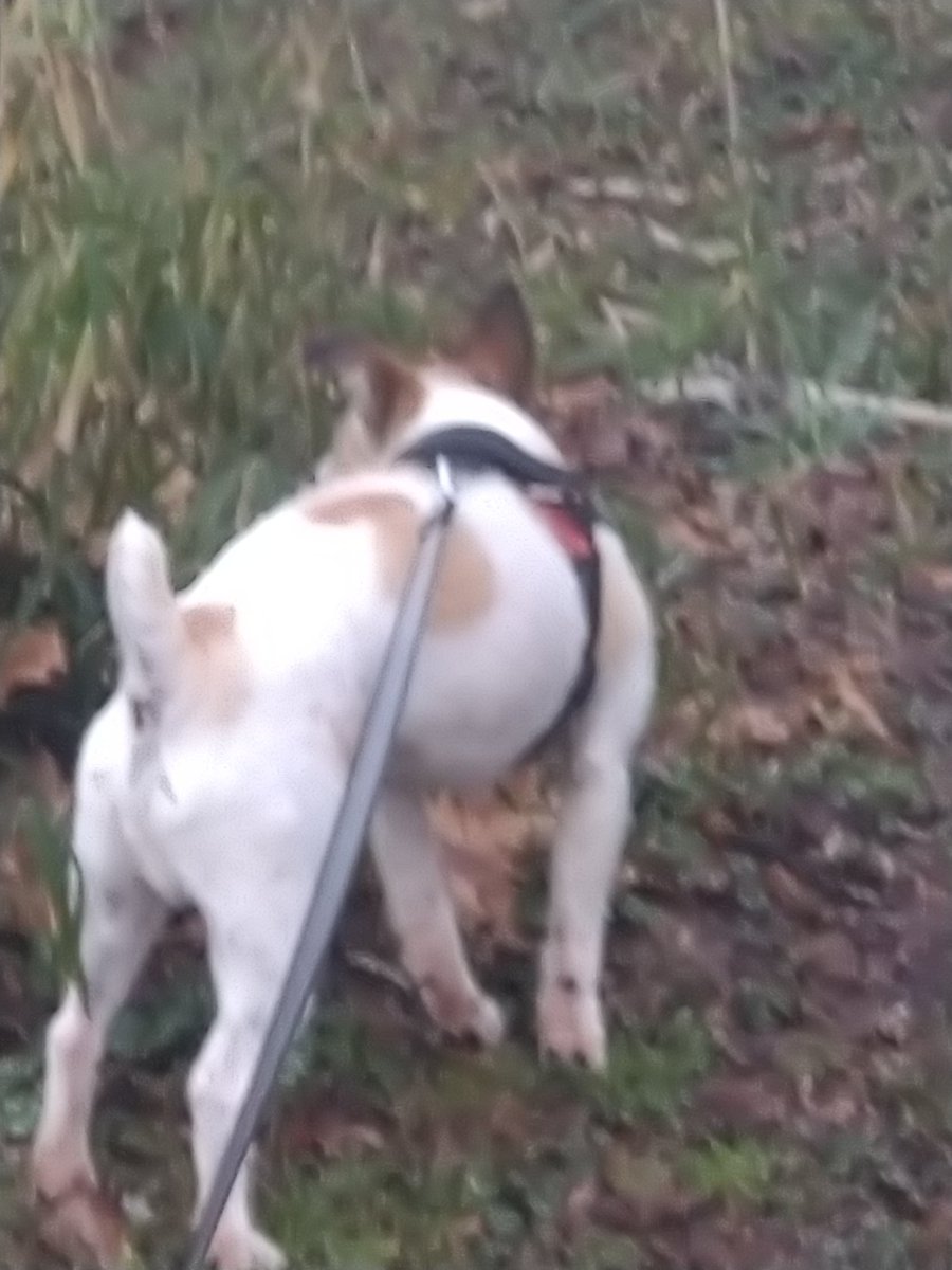 小原 彰三 tweet media