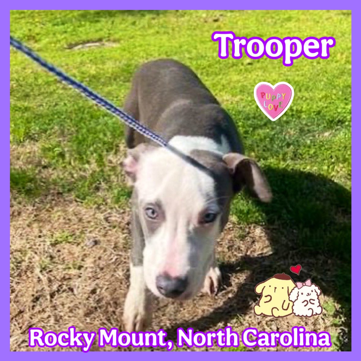 🚨 Baby 🐶 TROOPER 🩵 is still waiting at Rocky Mount, NC 🇺🇸 Please, he was given very little time 😢 Please share for a forever family 🙏🏽🏡 this Easter 🌷 Can you foster? Help TROOPER find a rescue to help save his life 🐣 this #GoodFriday ♥️ petfinder.com/dog/trooper-23…
