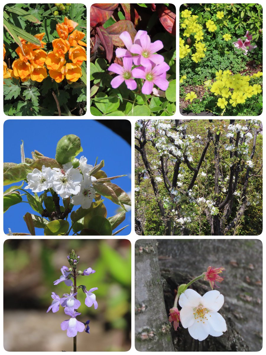 向日葵(ひまわり) tweet media