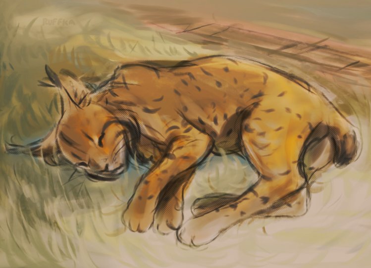 Ruffka🐏🧋 tweet media